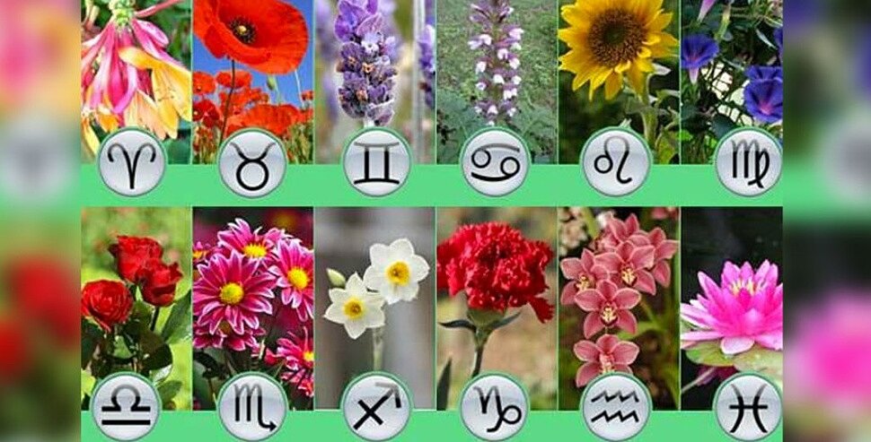 Цветы по знакам зодиака